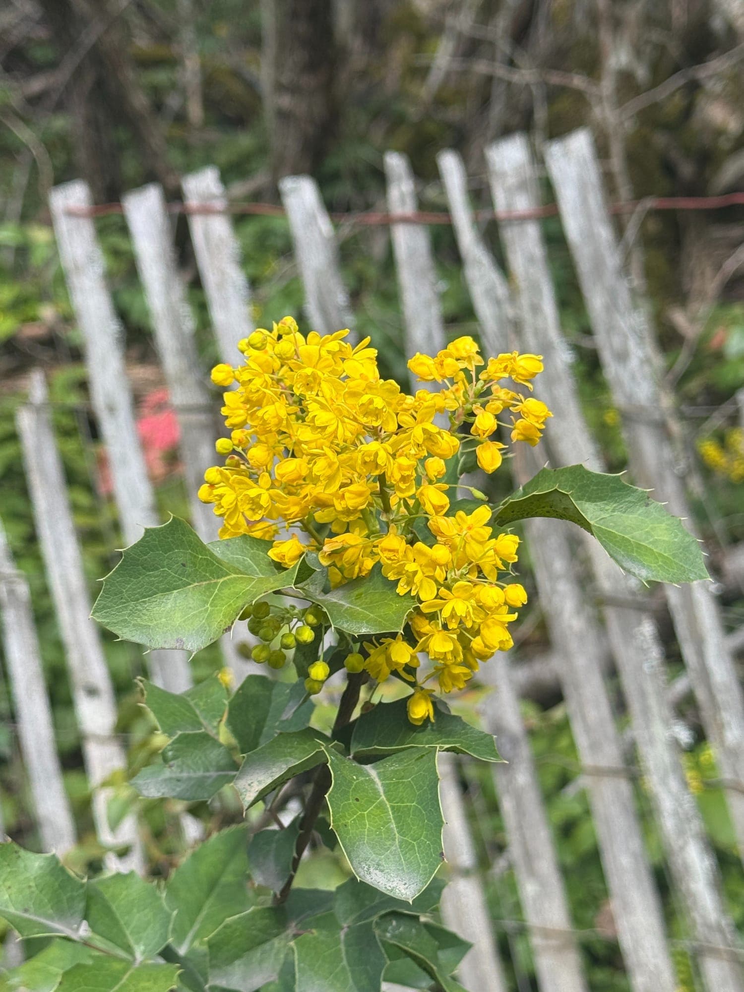 An image added to the post.