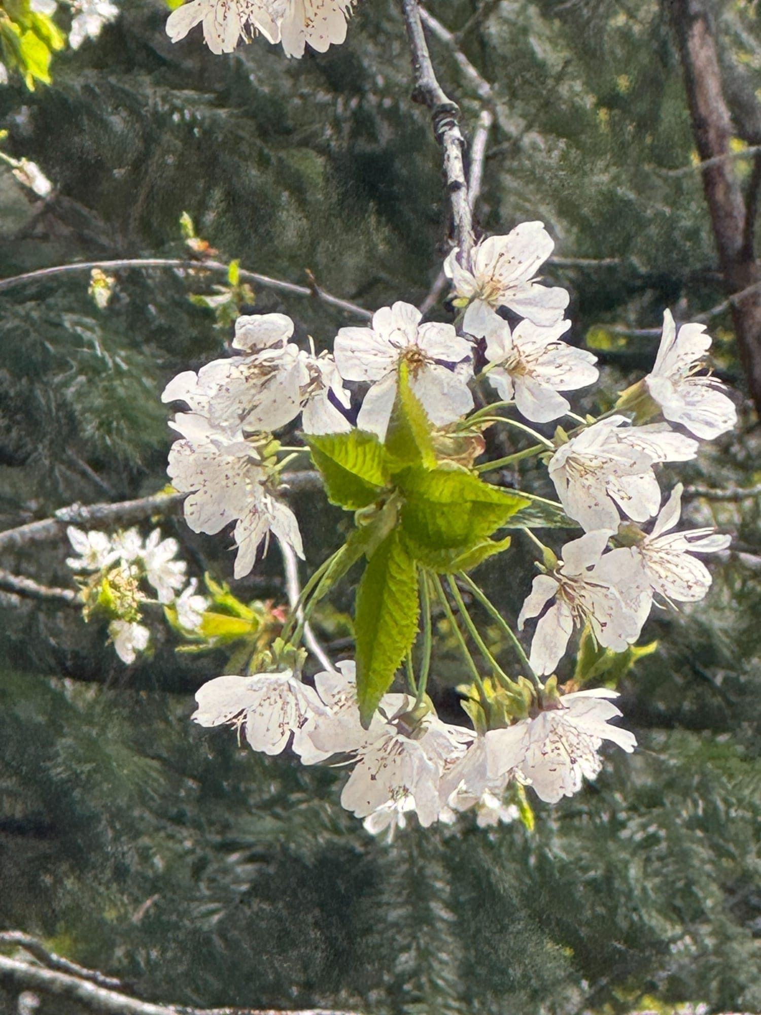 An image added to the post.
